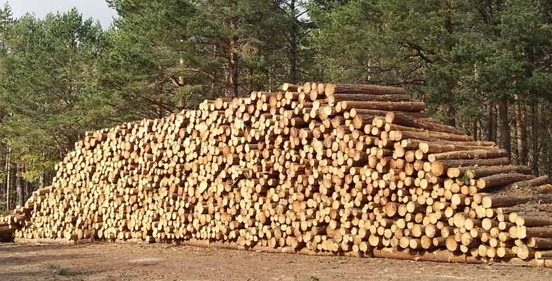 Precauciones en la puesta en obra de estructuras de madera